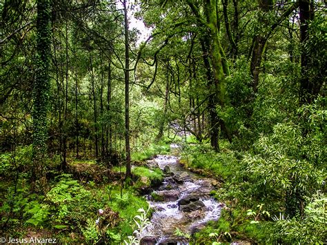 bosque atlántico